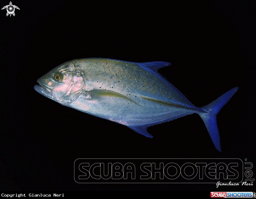 A Jackfish