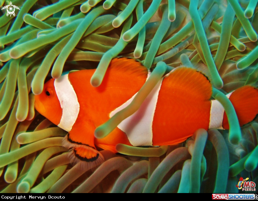 A False Clown Anemonefish
