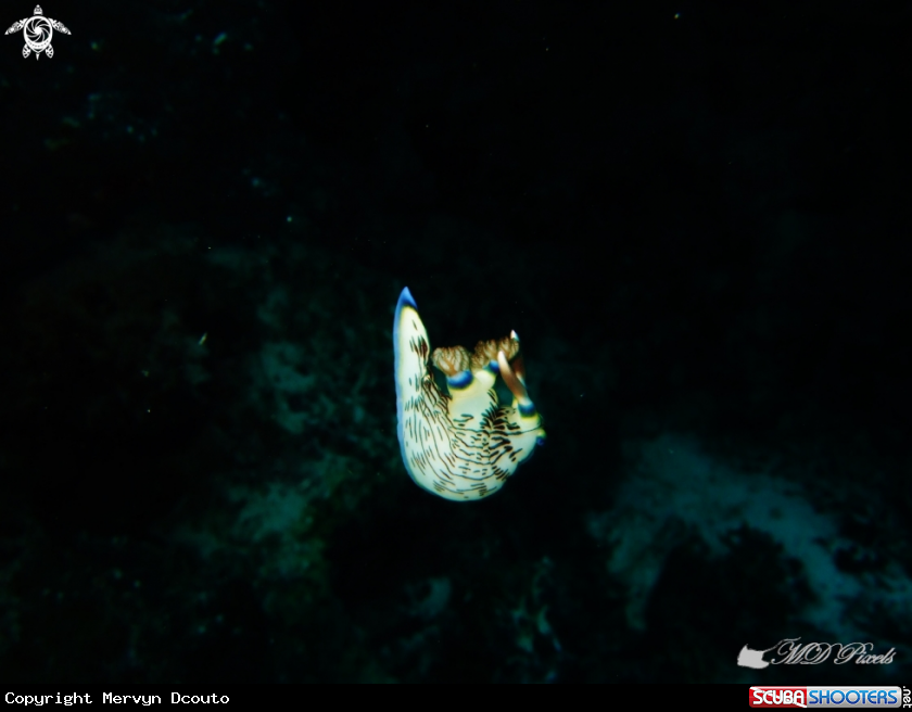 A Nudibranch