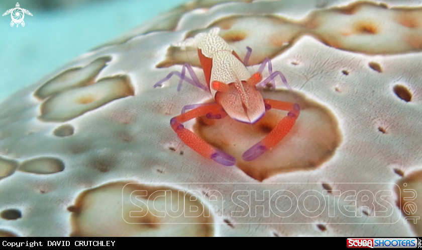 A Emperor Shrimp