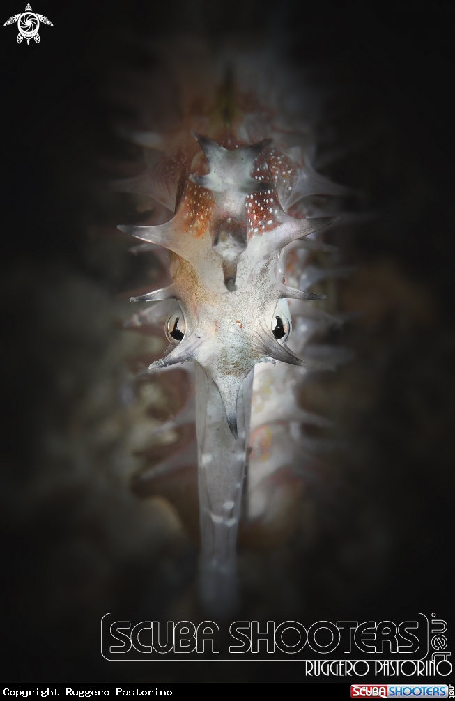 A Hippocampus histrix