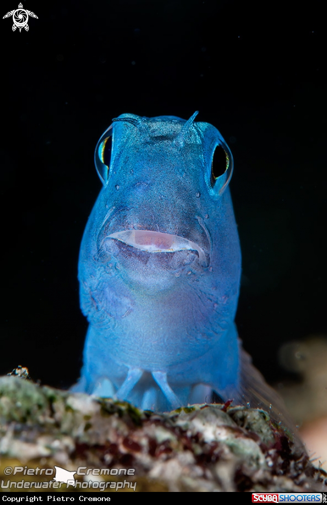 A underwater creature
