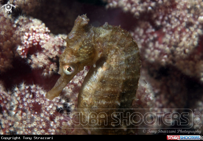 A White's seahorse