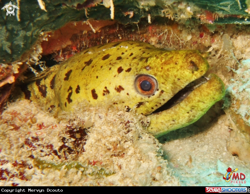 A Fimbriated Moray Eel