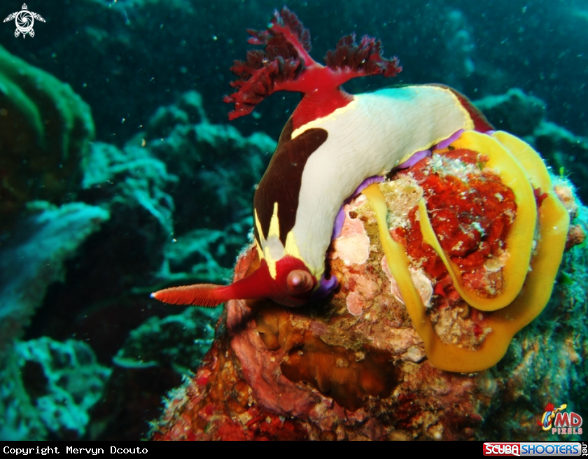 A Chamberlain's Nembrotha