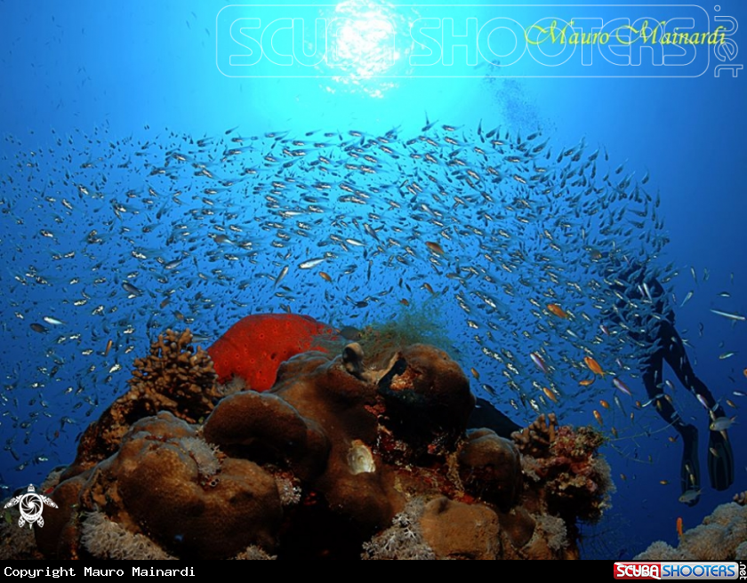 A Glassfish