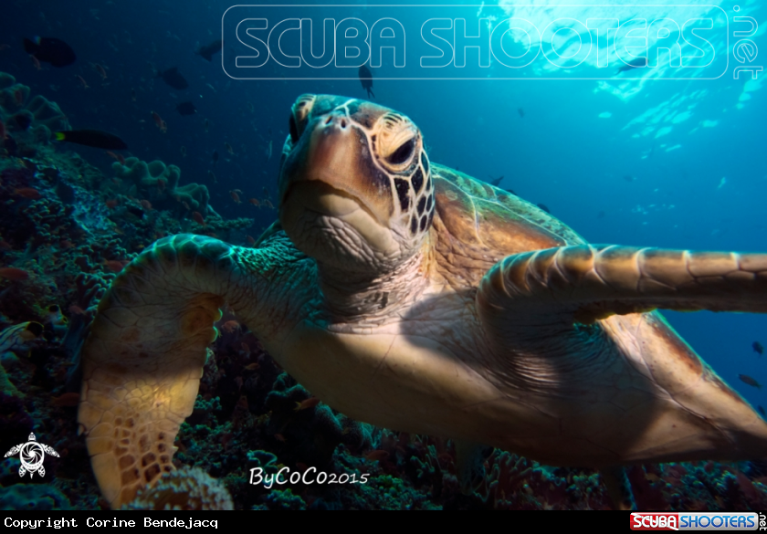 A Green Turtle 