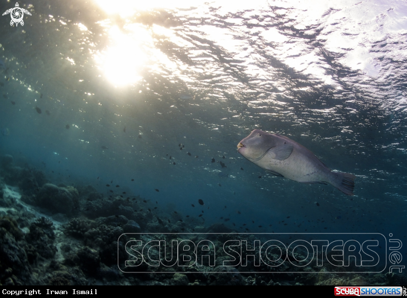 A Bumphead or Humphead