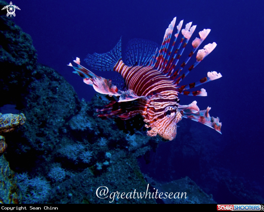 A Lionfish