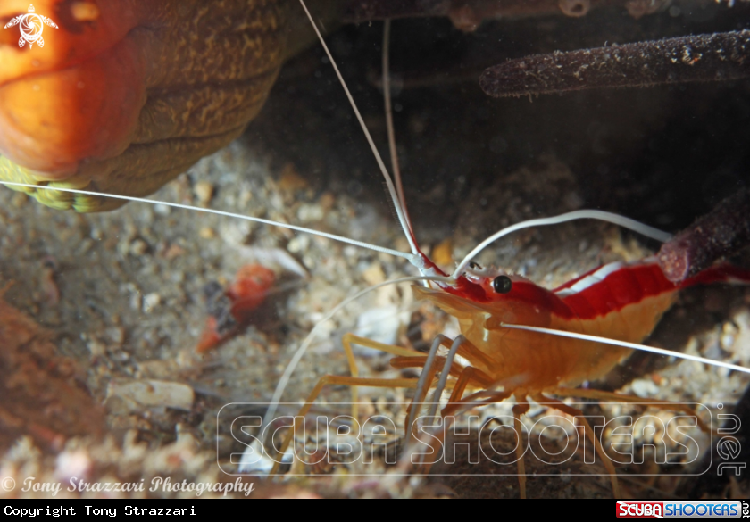 A Candy-stripe Cleaner Shrimp