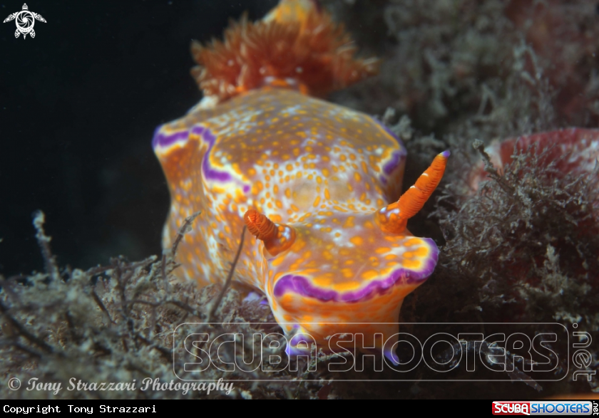 A Purple-lined Ceratosoma