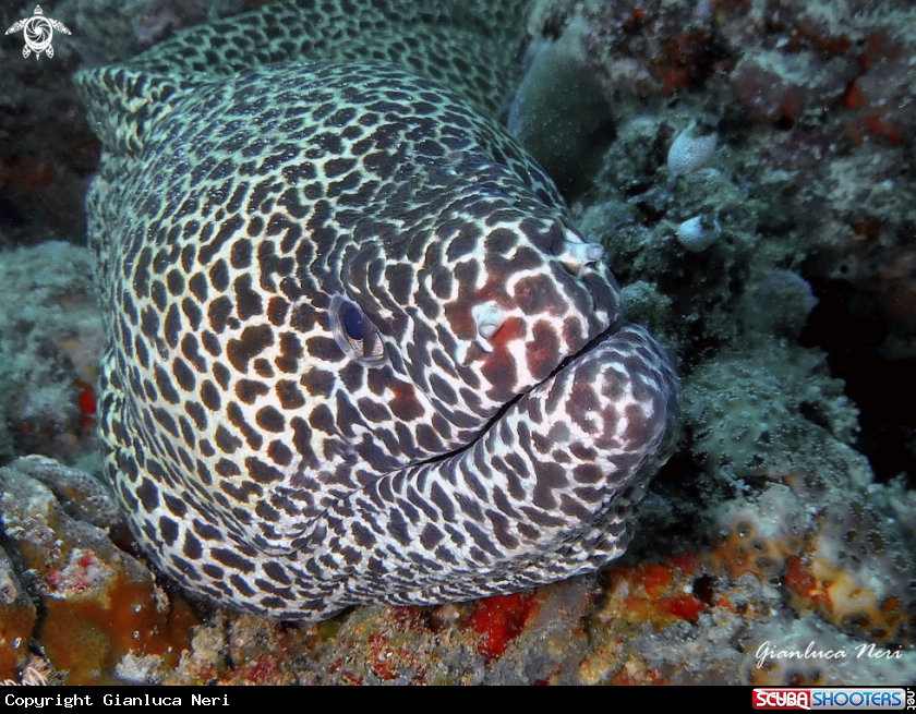 A Laced moray