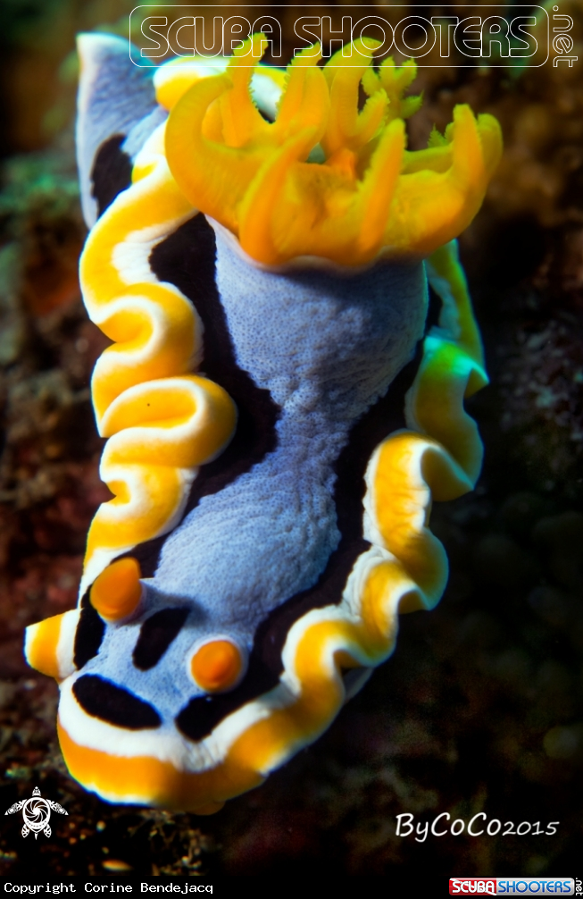 A chromodoris annae
