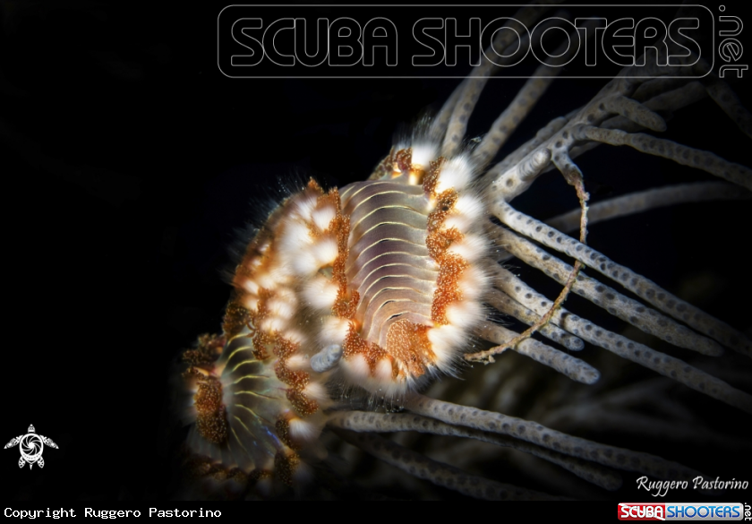 A Hermodice carunculata