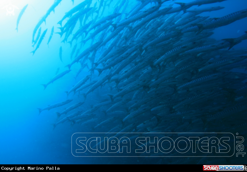 A Barracuda
