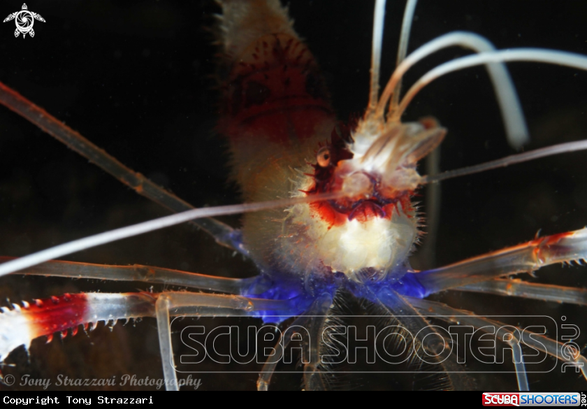 A Banded cleaner shrimp