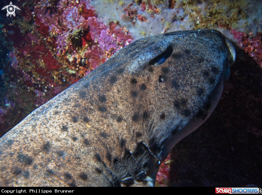 A horned shark