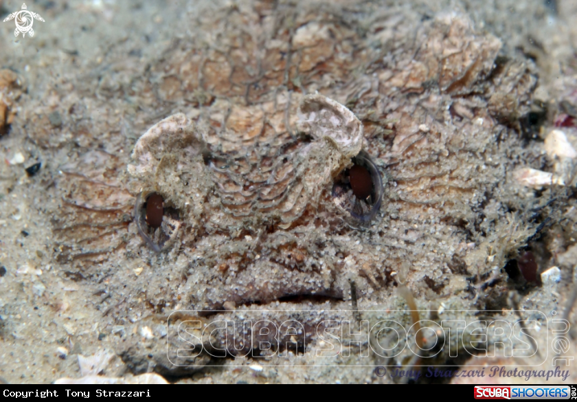 A Eastern Frogfish