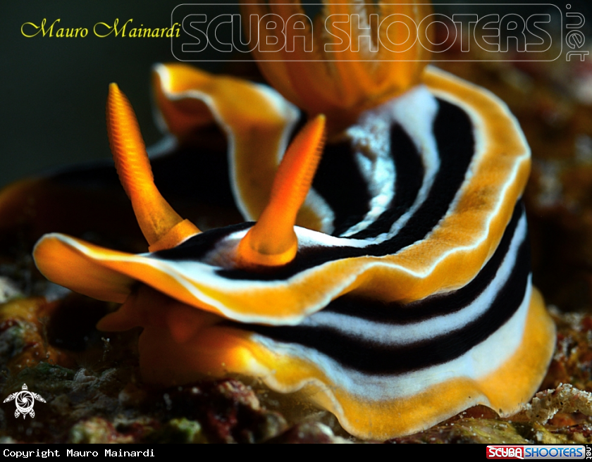 A Pigiama nudibrach