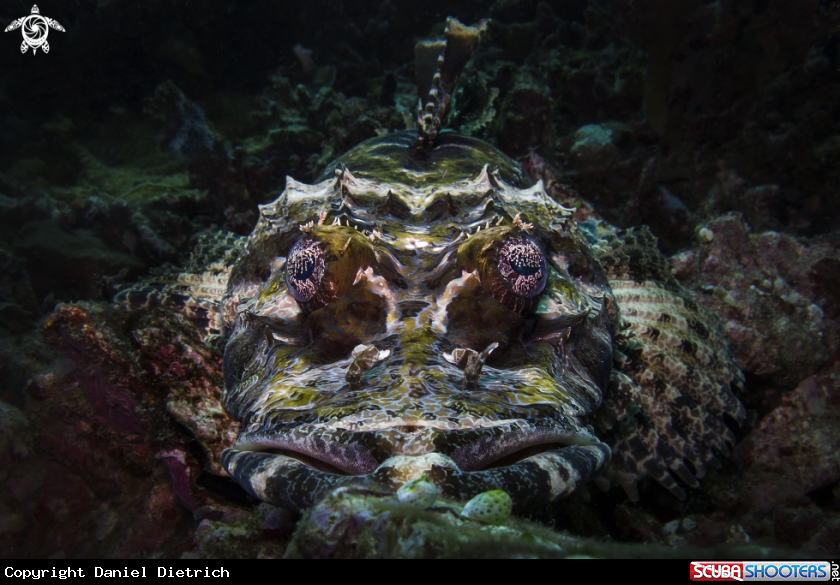 A Crocodilefish