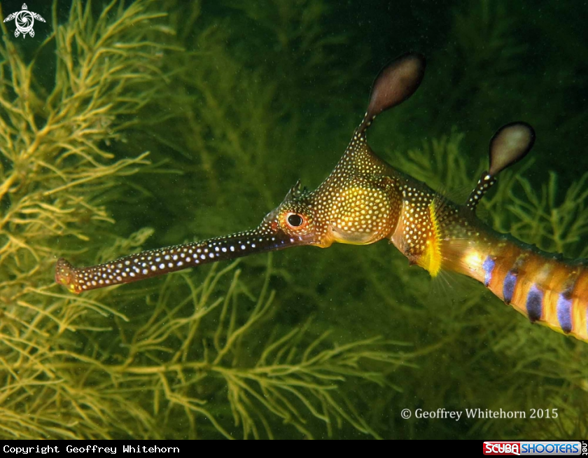 A Weedy Seadragon