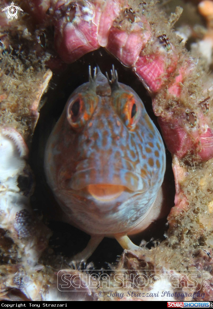 A Horned blenny