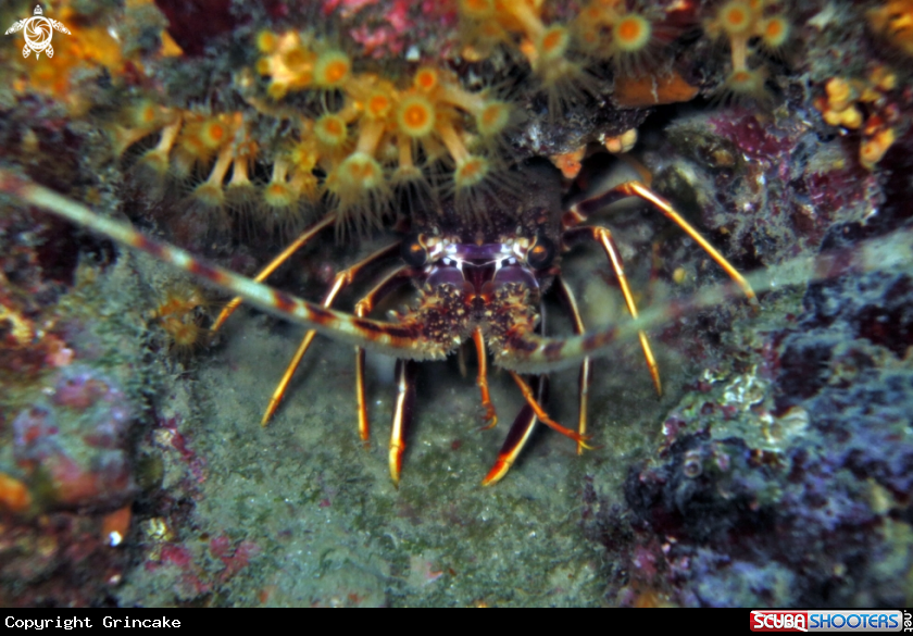 A Lobster