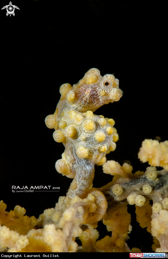 A Hippocampus bargibanti
