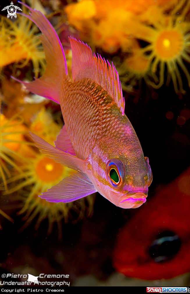 A underwater creature