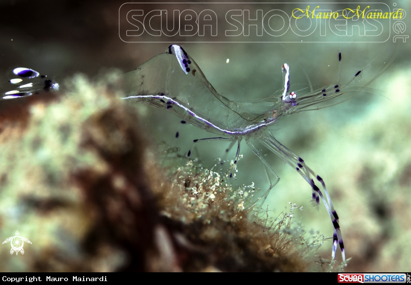 A Shrimp
