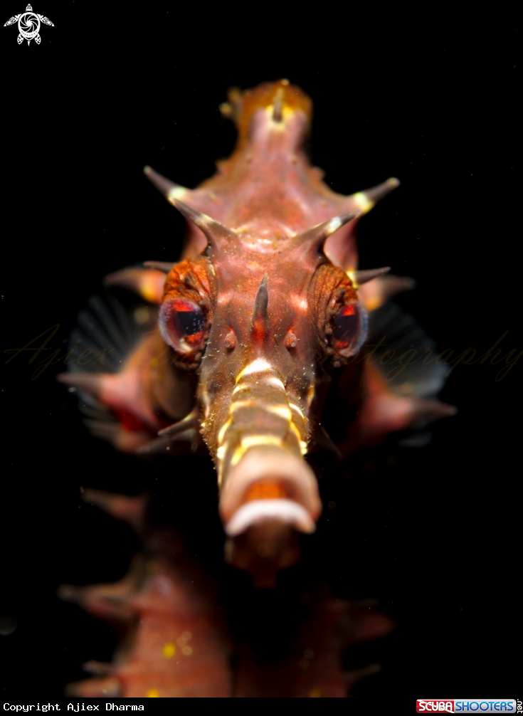 A sea horse 
