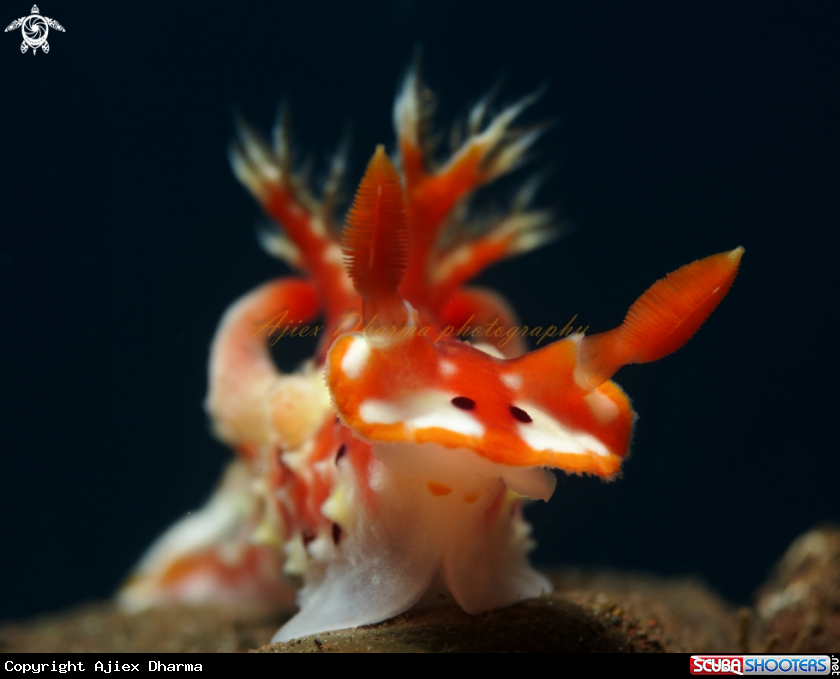 A plocamopherus margaretae 