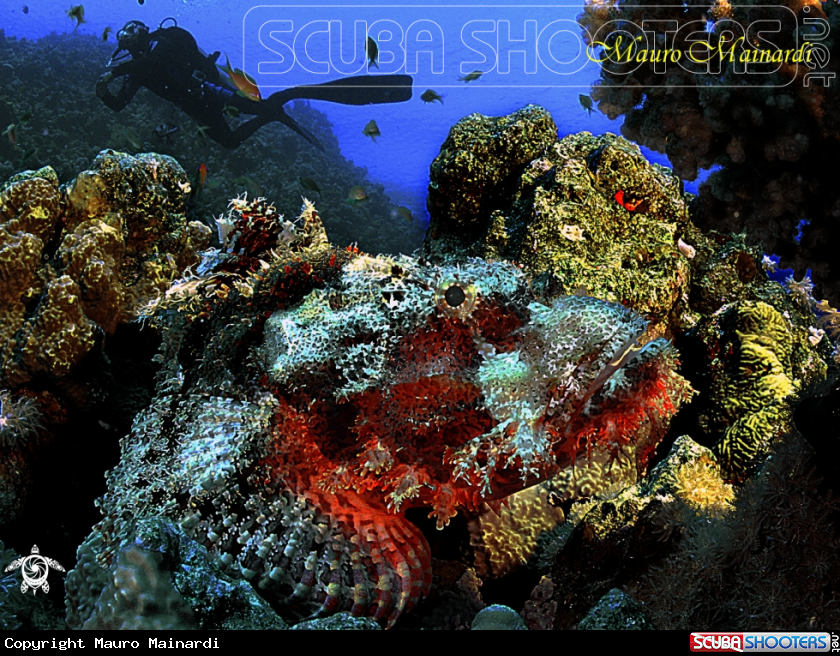 A Scorpionfish