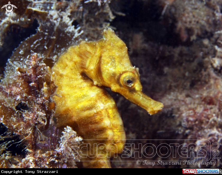A White's seahorse