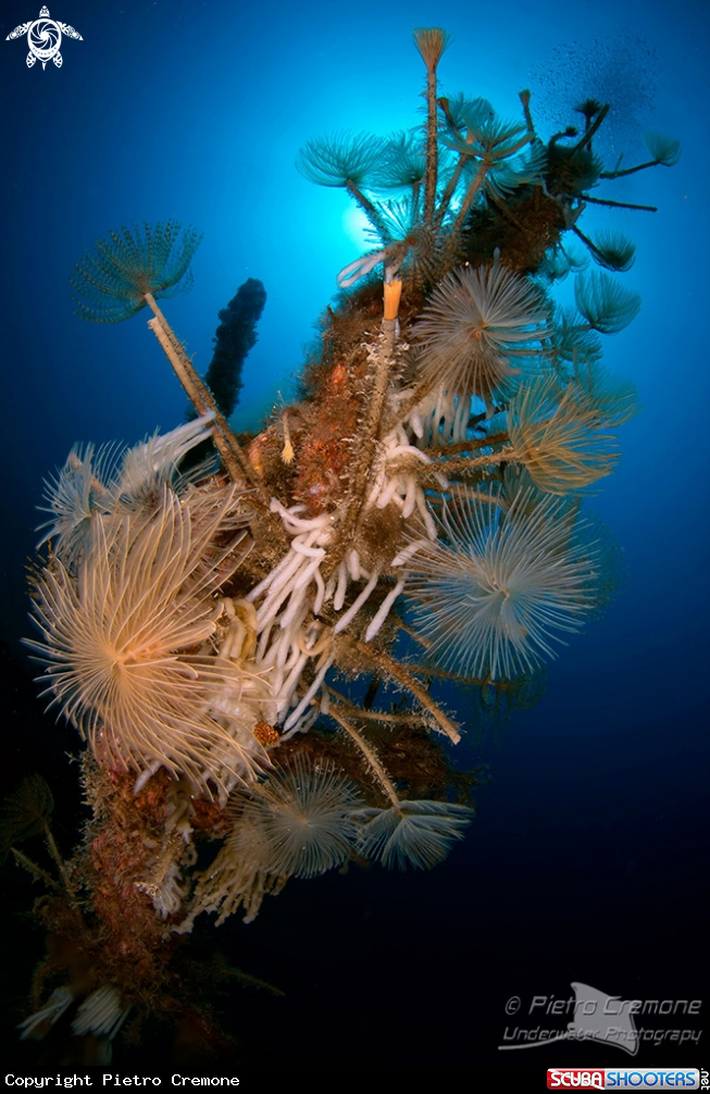 A underwater creature