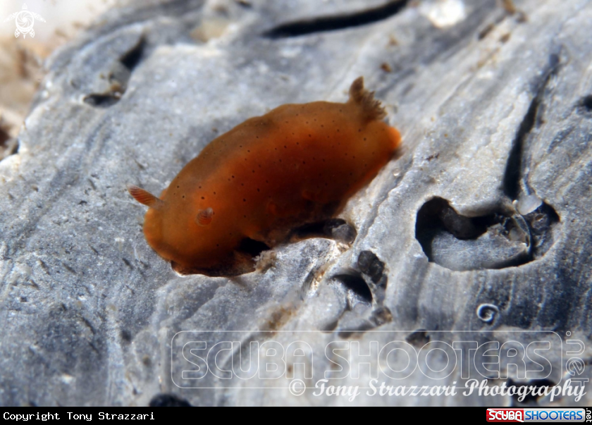 A Hazy Dendrodoris