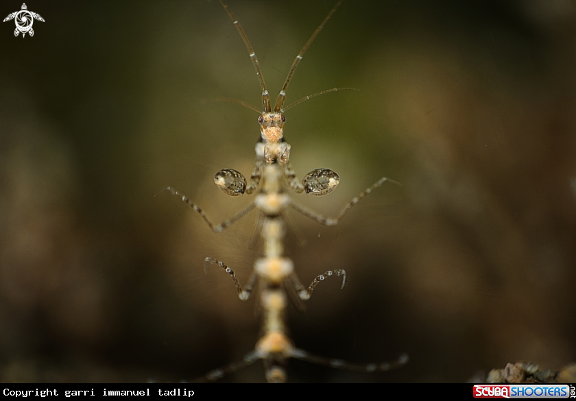 A skeleton shrimp