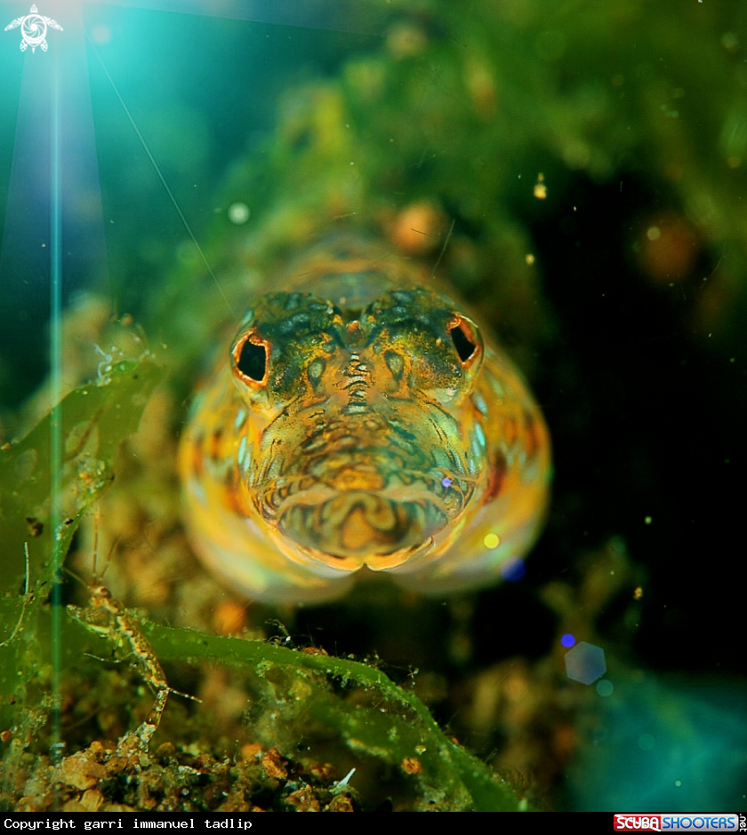A blenny???