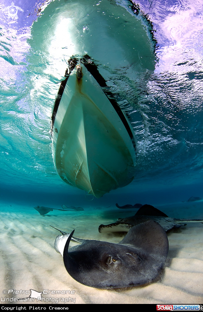 A underwater creature