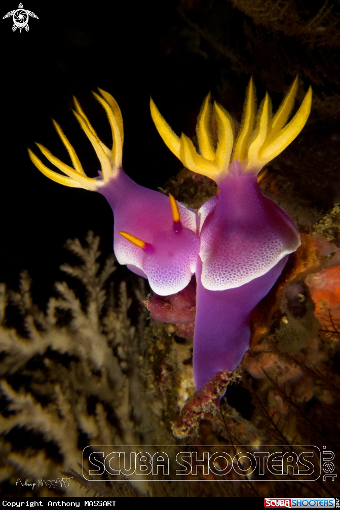 A Nudibranch