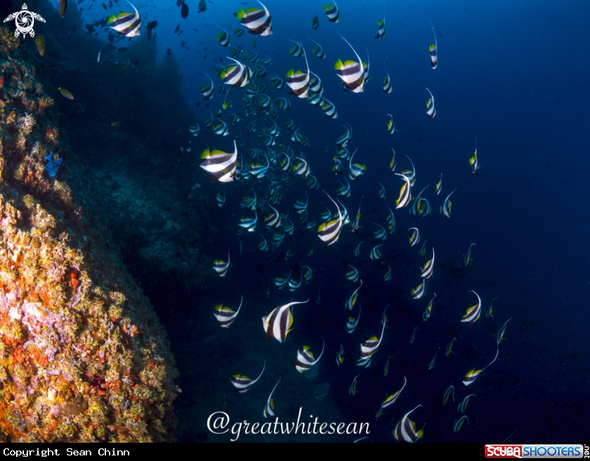 A Bannerfish