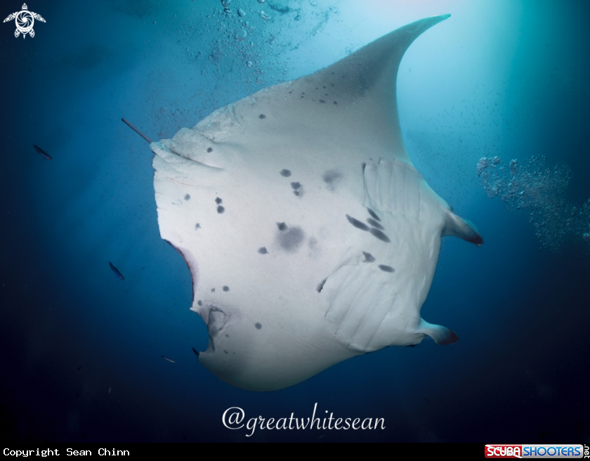 A Manta Ray