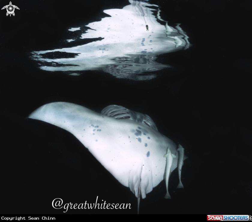 A Manta Ray
