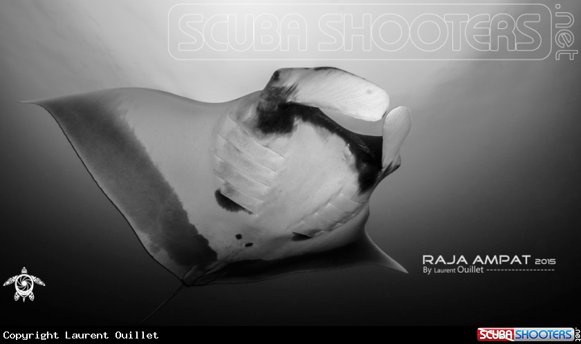 A Manta 