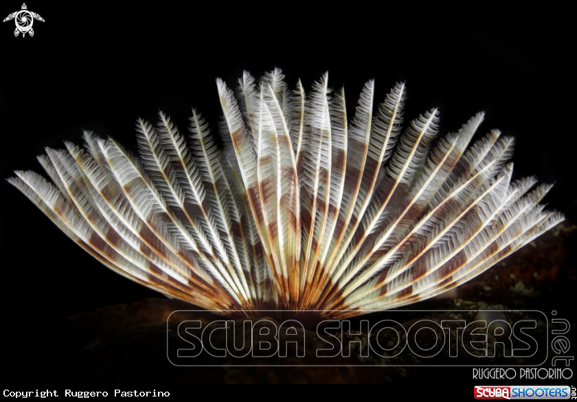 A Tube worm
