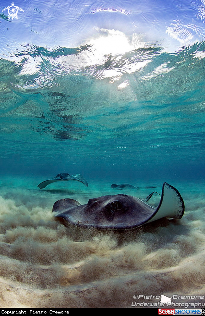 A underwater creature