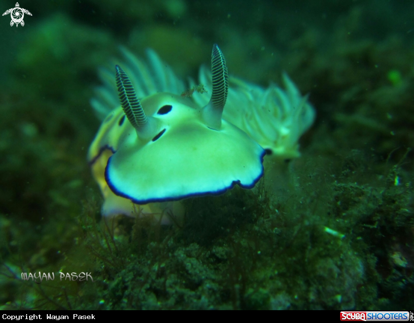 A Trion's Risbecia