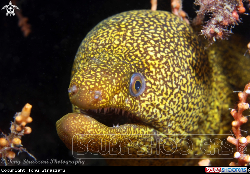 A Abbott's moray