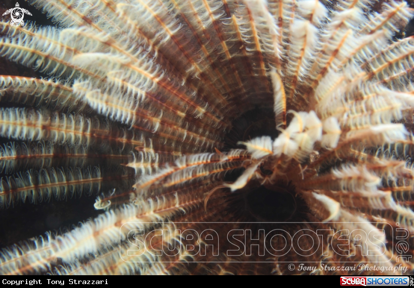 A Featherduster worm