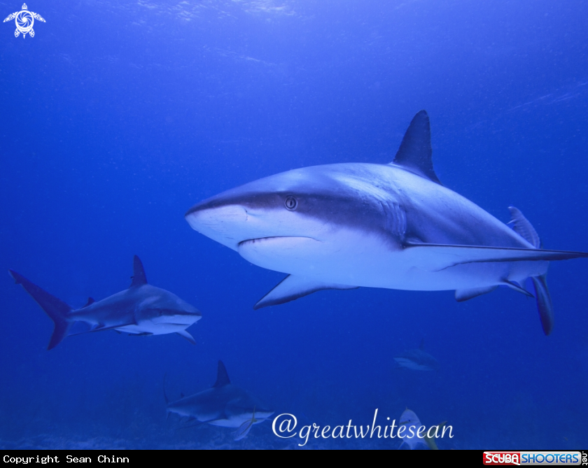 A Caribbean Reef Shark